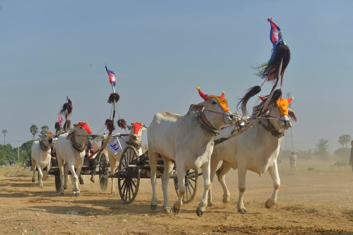 ชาวบ้านกำปงสปือแข่ง ‘วัวลากเกวียน’ ฉลองปีใหม่กัมพูชา