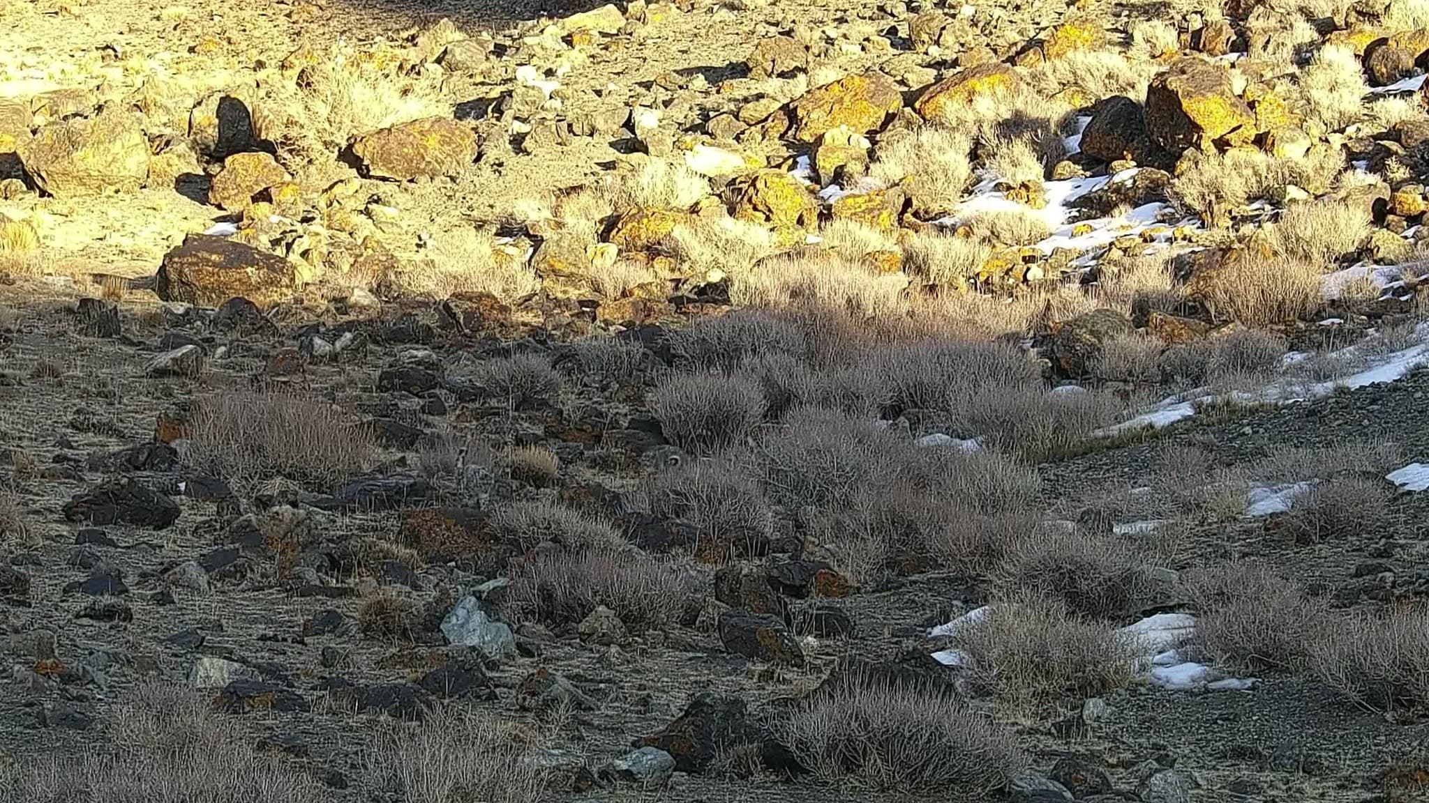 หายาก! ภาพหมู่แก๊ง ‘เสือดาวหิมะ’ 5 ตัว เกาะกลุ่มไต่เขาในซินเจียง