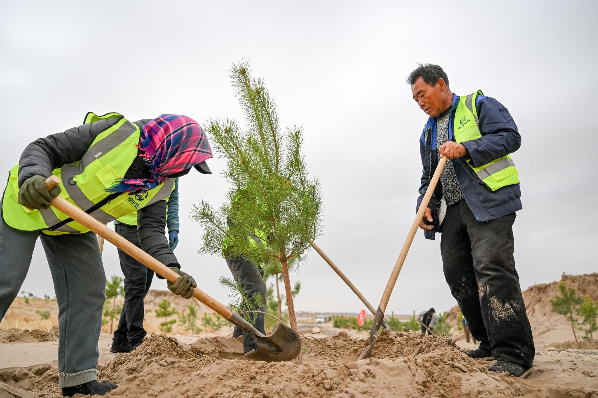 คนงานปลูกต้นไม้ป้องกันการ ‘แปรสภาพเป็นทะเลทราย’ ในมองโกเลียใน