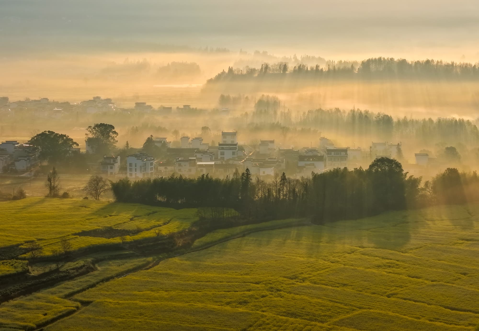 หมู่บ้านชนบทวิวสวยในอันฮุย ผสานบ้านสไตล์ฮุย ทุ่งดอกผักกาดห่มหมอก