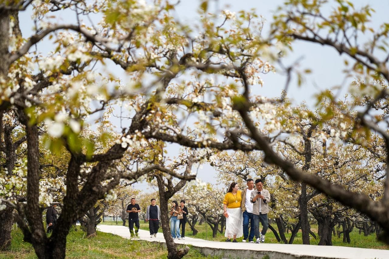 ทิวทัศน์ ‘ดอกแพร์’ อวดโฉมบานสะพรั่งในซานตง