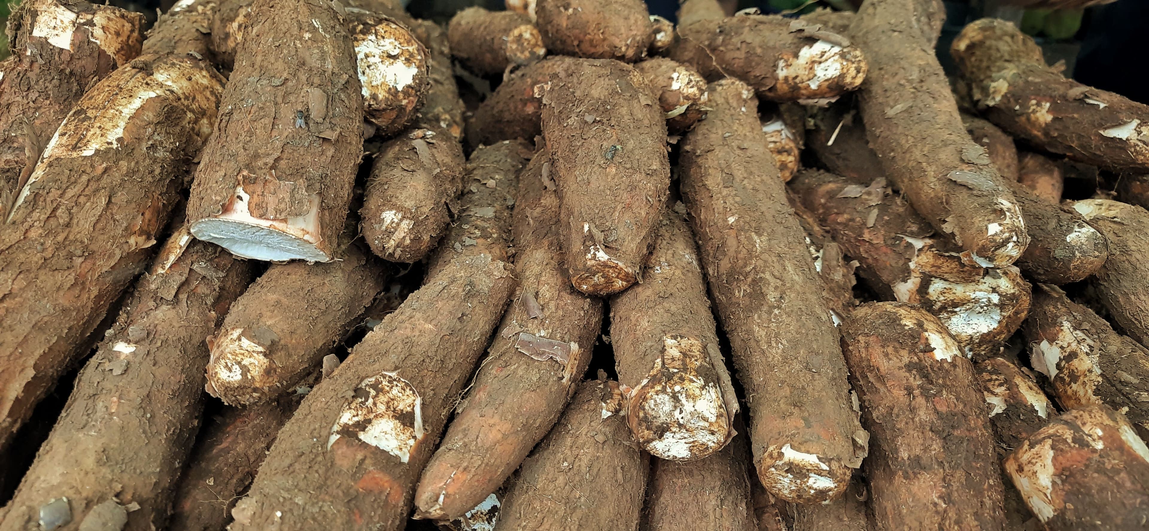 “พาณิชย์ ปักหมุดตลาดตะวันออกกลาง! นำทัพภาคเอกชนและนักวิชาการ ลุยผลักดันส่งออกมันสำปะหลังไทย”